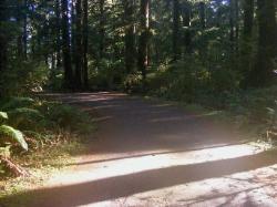 Driving Loop D Mora Campground Olympic National Park