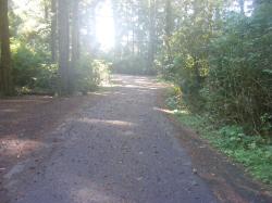 Driving Loop D Mora Campground Olympic National Park