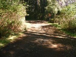 Driving Loop E Mora Campground Olympic