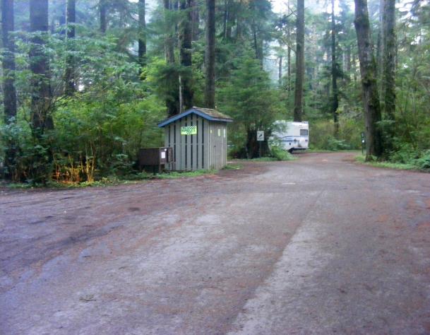 Firewood Loop B Mora Campground Olympic National Park