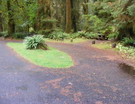 Loop B Site39 Hoh Campground Olympic National Park
