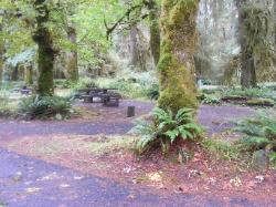 Loop B Site 41 Hoh Campground Olympic National Park