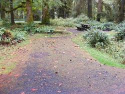 Loop B Site 43 Hoh Campground Olympic National Park