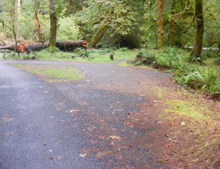 Loop B Site 44 Hoh Campground Olympic National Park