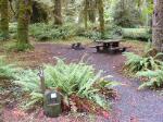 Loop B Site 44 Hoh Campground Olympic National Park