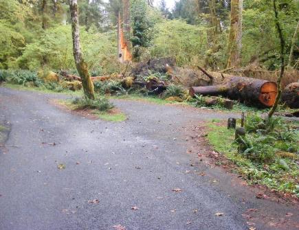 Loop B Site46 Hoh Campground Olympic National Park