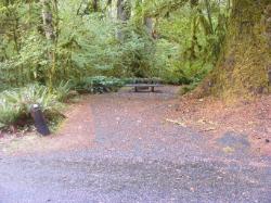 Loop B Site 47 Hoh Campground Olympic National Park