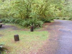 Loop B Site 48 Hoh Campground Olympic National Park