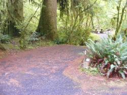 Loop B Site 49 Hoh Campground Olympic National Park