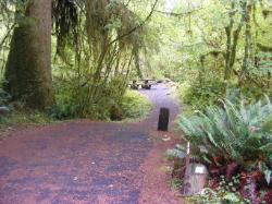 Loop B Site 49 Hoh Campground Olympic National Park