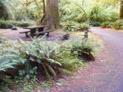 Loop B Site 50 Hoh Campground Olympic National Park