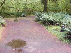 Loop B Site 50 Hoh Campground Olympic National Park