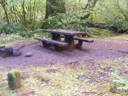 Loop B Site 50 Hoh Campground Olympic National Park