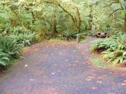 Loop B Site 51 Hoh Campground Olympic National Park