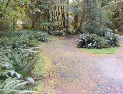 Loop B Site52Hoh Campground Olympic National Park
