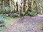 Loop B Site52Hoh Campground Olympic National Park