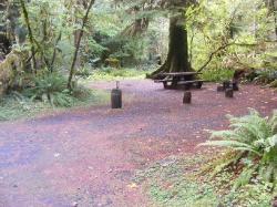 Loop B Site 53 Hoh Campground Olympic National Park