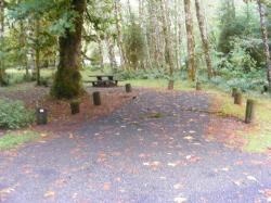 Loop B Site 55 Hoh Campground Olympic National Park
