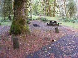 Loop B Site 55 Hoh Campground Olympic National Park