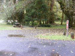 Loop B Site 56 Hoh Campground Olympic National Park