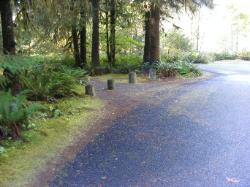 Loop C Site 60 Hoh Campground Olympic National Park