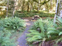 Loop C Site 62 Hoh Campground Olympic National Park