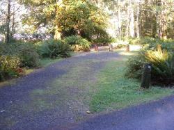 Loop C Site 62 Hoh Campground Olympic National Park