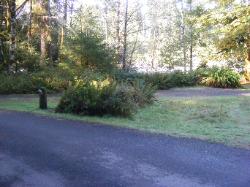Loop C Site 63 Hoh Campground Olympic National Park