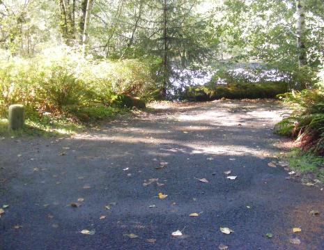 Loop C Site 66 Hoh Campground Olympic National Park