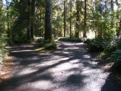 Loop C Site 67 Hoh Campground Olympic National Park