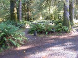 Loop C Site 67 Hoh Campground Olympic National Park