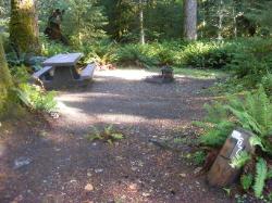 Loop C Site 67 Hoh Campground Olympic National Park