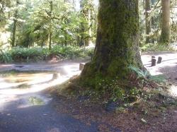 Loop C Site 71 Hoh Campground Olympic National Park