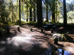Loop C Site 71 Hoh Campground Olympic National Park