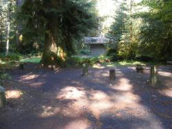 Loop C Site 72 Hoh Campground Olympic National Park