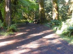 Loop C Site 74 Hoh Campground Olympic National Park