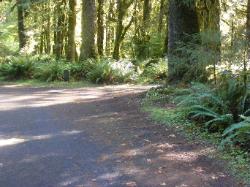 Loop C Site 77 Hoh Campground Olympic National Park