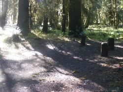 Loop C Site 77 Hoh Campground Olympic National Park