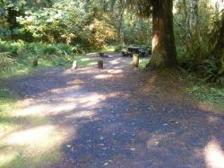 Loop C Site 78 Hoh Campground Olympic National Park