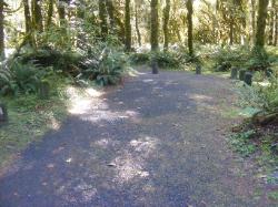 Loop C Site 79 Hoh Campground Olympic National Park