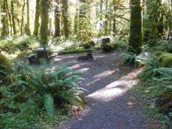 Loop C Site 79 Hoh Campground Olympic National Park