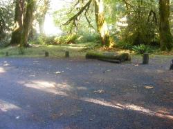 Loop C Site 80 Hoh Campground Olympic National Park