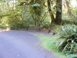 Loop C Site 82 Hoh Campground Olympic National Park