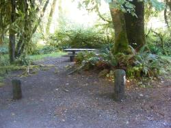 Loop C Site 82 Hoh Campground Olympic National Park
