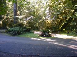 Loop C Site 83 Hoh Campground Olympic National Park