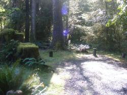 Loop C Site 83 Hoh Campground Olympic National Park