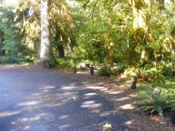 Loop C Site 84 Hoh Campground Olympic National Park