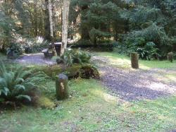 Loop C Site 85 Hoh Campground Olympic National Park
