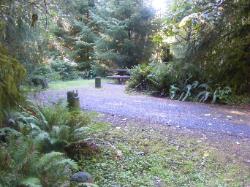 Loop C Site 87 Hoh Campground Olympic National Park