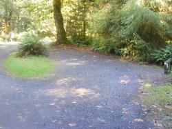 Loop C Site 88 Hoh Campground Olympic National Park